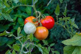 The airflow controls the soil moisture and sunlight provides energy to the. 12 Top Tips For Growing Healthy Tomatoes Gardening Channel