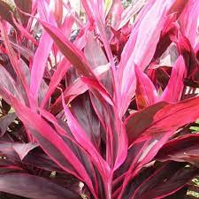Cordyline Fruticosa Rubra Plants Ti Plant Australian Plants