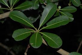 Image result for Manilkara mochisia