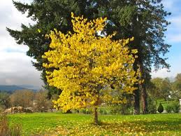 The redbud tree is simply lovely. Redbud Tree Eastern Redbud Tree Eastern Redbud