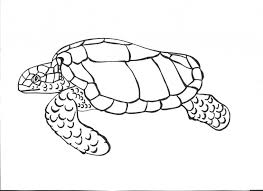 Free Printable Turtle Coloring Pages For Kids Turtle Coloring Pages Turtle Drawing Animal Coloring Pages