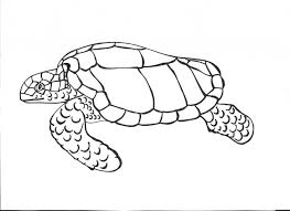 Color in this picture of a turtle and others with our library of online coloring pages. Free Printable Turtle Coloring Pages For Kids Turtle Drawing Turtle Coloring Pages Animal Coloring Pages