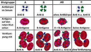 Das mischen verschiedener blutgruppen kann dramatische folgen haben: Wozu Dient Ein Blutgruppentest Heimtest Schnelltests De
