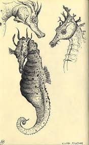 Moleskine Book 5 Page 25 Seahorse Art Ocean Art Art