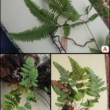 Image result for Blotiella currorii