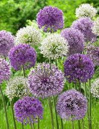 Blazing star bulb~purple ~tall plants flowers attract. 10 Purple White Allium Bulbs Blooming Onion Flowering Perennial Garden Flower Flowers Perennials Bulb Flowers Onion Flower