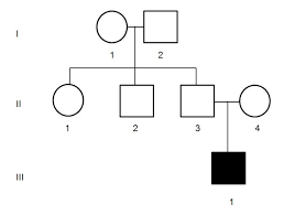 How To Make A Pedigree Chart With Genotypes Www