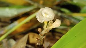 Image result for Didymoplexis