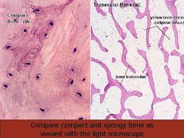 Check spelling or type a new query. Lab Activity 7 Bone Histology Martini Chapter 6