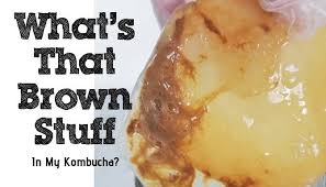 Maybe you would like to learn more about one of these? What Is That Brown Stuff In My Kombucha Fermentaholics