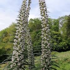 Image result for Echium