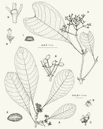 Image result for Psychotria kirkii