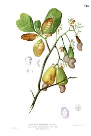 Image result for Anacardium occidentale