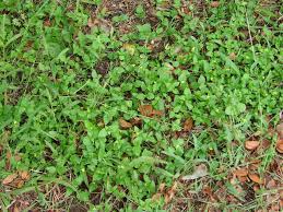 Image result for Calyptocarpus vialis