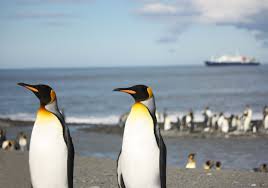 King Penguins Are So Beautiful Picture By Femke Wolfert Penguen