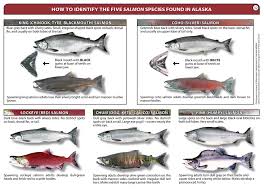 Salmon Identification Glacier Bay National Park Preserve