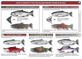 salmon identification glacier bay national park preserve