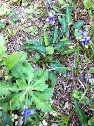 Image result for Volusia amboinensis