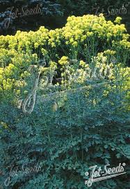 Image result for Satyrium flavum