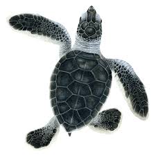 Image result for turtle