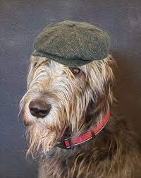 Harry With Hat By Christina Meyer Irish Wolfhound Irish Hat Wolfhound