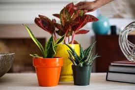 Tanaman indoor akan memberikan oksigen dan akan membuat anda segar sepanjang hari; 8 Tanaman Hias Ini Bisa Menyerap Racun Di Udara Gak Takut Sesak Napas
