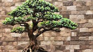 Pohon bonsai saat ini sangat sulit ditemukan dan termasuk spesies pohon langka. Tertarik Punya Pohon Bonsai Di Rumah Berikut Cara Merawatnya Agar Bisa Bartahan Hidup Lama Tribun Jabar