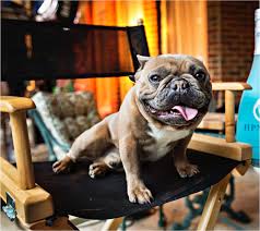 French bulldog information including personality, history, grooming, pictures, videos, and the akc breed standard. Learn Why French Bulldogs Can Cost 100 000
