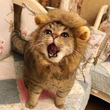 画像 ライオンのたてがみ をつけた猫が可愛すぎると話題にｗｗｗ もふもふ時間 ライオン たてがみ ネコ ライオン 子猫