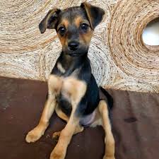 Duchess Medium Female Maltese X Rottweiler Mix Dog In Nsw Petrescue