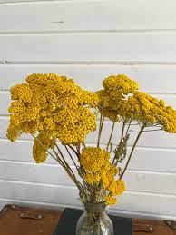 Achillea Yarrow Dried Natural Yellow In 2021 Yellow Flower Arrangements Yellow Flowers Bouquet Dried Flower Bouquet