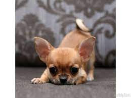 Chihuahua Puppies Price Teacup Chihuahua Puppies Chihuahua Puppies Cute Animals
