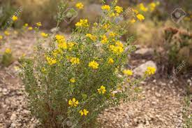 They are not as green once they fall to the ground. Natural Floral Background Bush With Small Yellow Flowers Among Stock Photo Picture And Royalty Free Image Image 140362409
