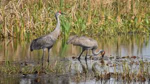 Select from 35655 printable crafts of cartoons, nature, animals, bible and many more. Sandhill Crane Florida Hikes