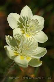 Creamcup Platystemon Californicus With Images Unusual Flowers Flower Quotes Beautiful Flowers