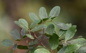 Image result for Triraphis schinzii