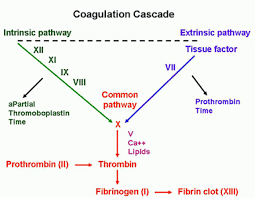 Image result for Common Clotting Pathway