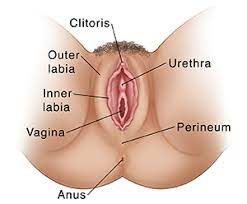 The vulva, the part of the genitalia that includes the labia, and the vagina itself will evolve as a person's hormone. Understanding Vulvectomy