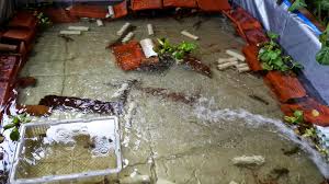 Ikan ini dapat hidup di berbagai tempat di mana ada air tawar yang mengalir dan memiliki tempat untuk berlindung. Kiat Sukses Budidaya Lobster Air Tawar Berempat