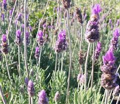 Image result for Lavandula dentata