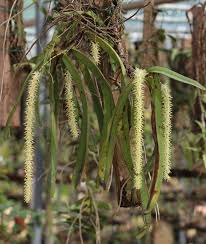 Image result for Diaphananthe