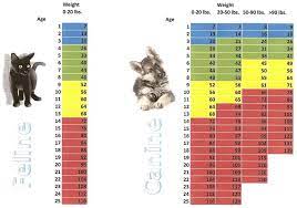 Cat Age Chart Google Search Cat Age Chart Cat Ages Dog Age Chart