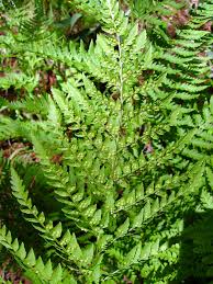 Image result for Dryopteris athamantica