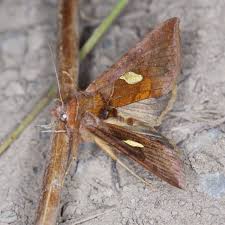 Image result for Autographa bractea