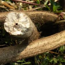 Image result for Aeschynomene glauca