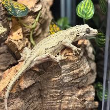 Image result for Isoglossa strigosula