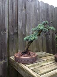He does all his repoting for local pine (pinus nigra) lebanese cedar and atlantic cedar, in jan feb time frame which is the middle to end of the winter here. Blue Atlas Cedar Bonsai Nut