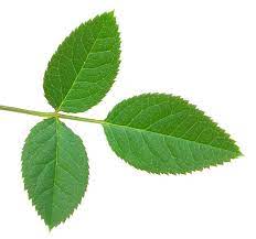 Rose Leaves Photo Picture Definition At Photo Dictionary Rose Leaves Word And Phrase Defined By Its Image In Jpg Rose Leaves Leaf Photography Plant Leaves