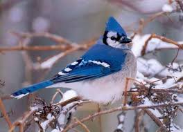 Blue Jay Symbolism Meaning Of Blue Jay Bird Blue Jay Blue Jay Bird Blue Jay Meaning