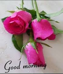 Pin By Bessie Edelen On Morning Good Morning Flowers Good Morning Flowers Pictures Good Morning Wishes